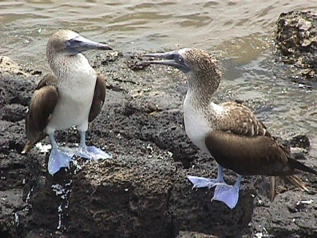 Blue-footed Pair Chat